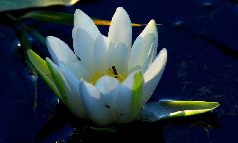 Water-lily (Nymphaea).