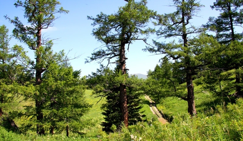 Vicinities of the pass of Alataysky. Mounts Altai.