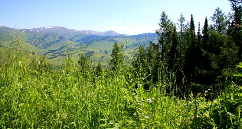 Vicinities of the pass of Alataysky. Mounts Altai.