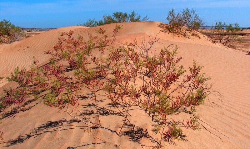 Bestas sandy desert.