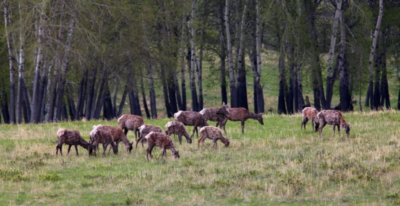 Red deer (Cervus elaphus).