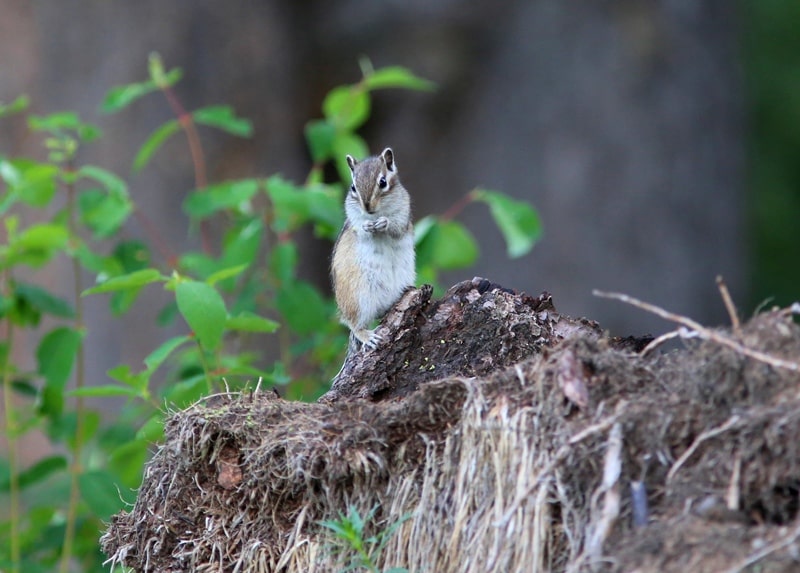 Chipmunks (Tamias).