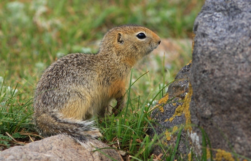 Ground squirrel (Citellus).