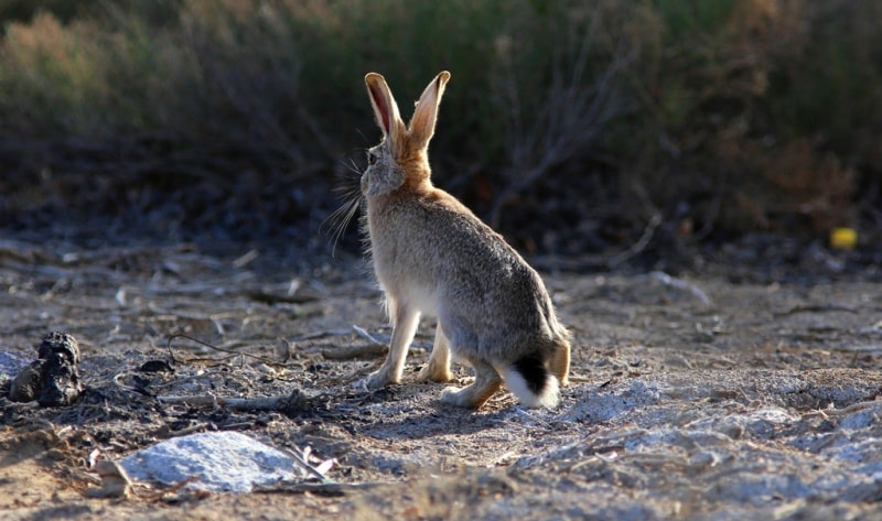 Hares (Leporidae).