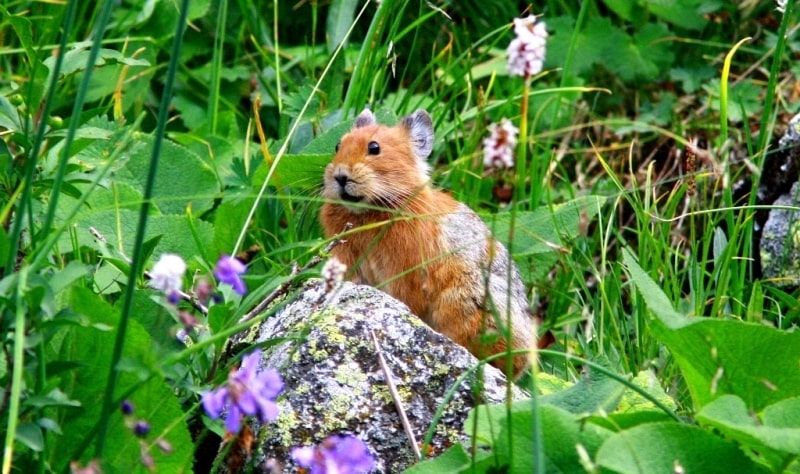 Ochotona (Buchneria) rutila Severtzov.