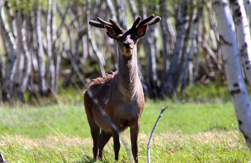 Red deer (Cervus elaphus).