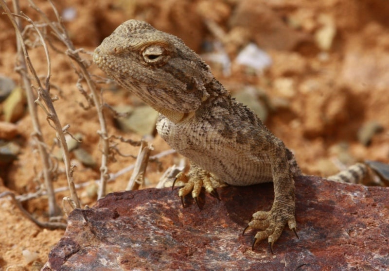 Dragon lizards (Agamidae).