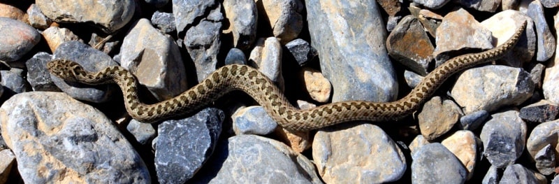 Vipers (Viperidae).