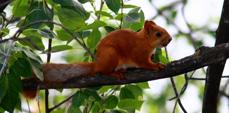 Squirrel (Sciurus).