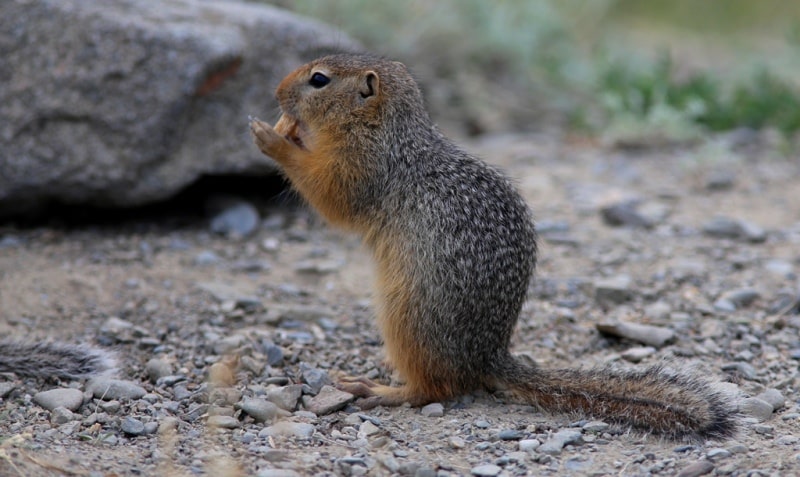 Semirechye fauna – Dzhetysu.