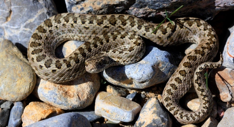 Semirechye fauna – Dzhetysu.