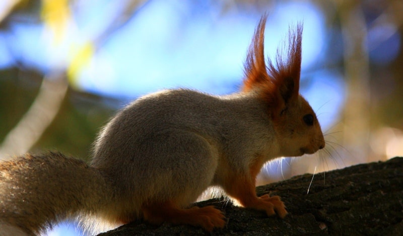 Semirechye fauna – Dzhetysu.