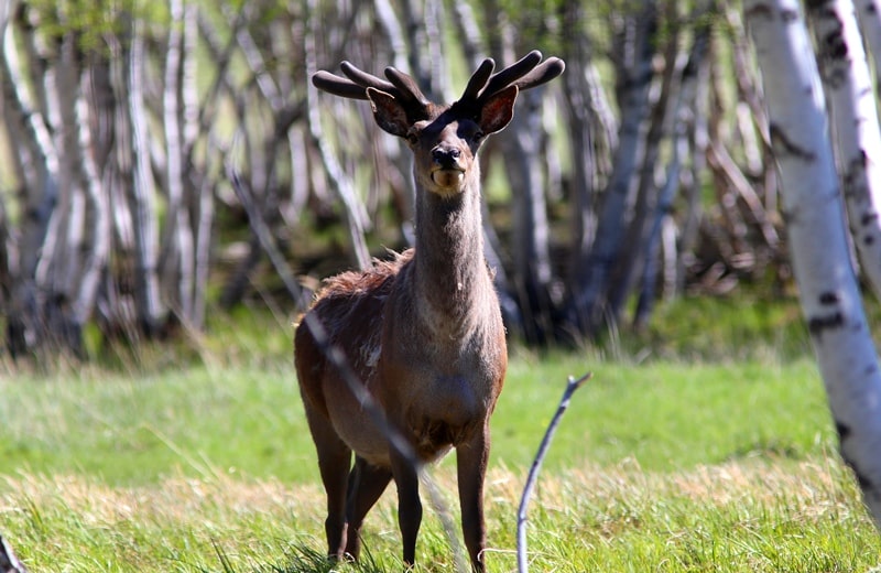 Semirechye fauna – Dzhetysu.