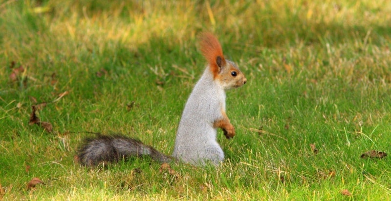 Semirechye fauna – Dzhetysu.