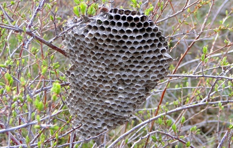 Fauna of Semirechye deserts.