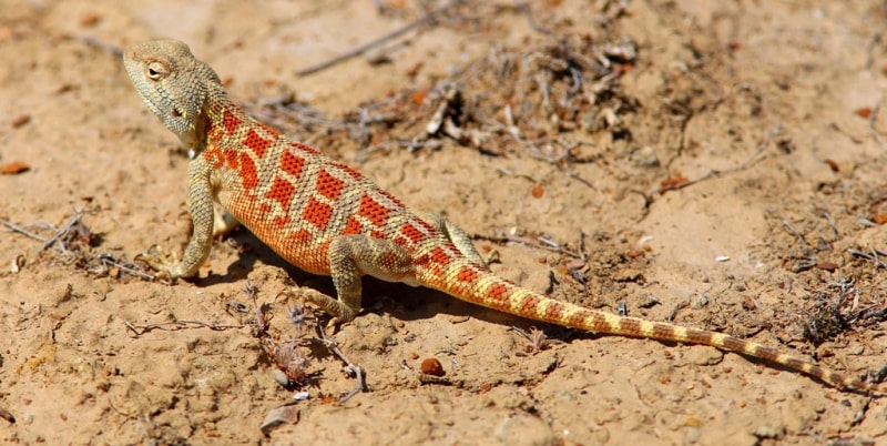 Fauna of Semirechye deserts.