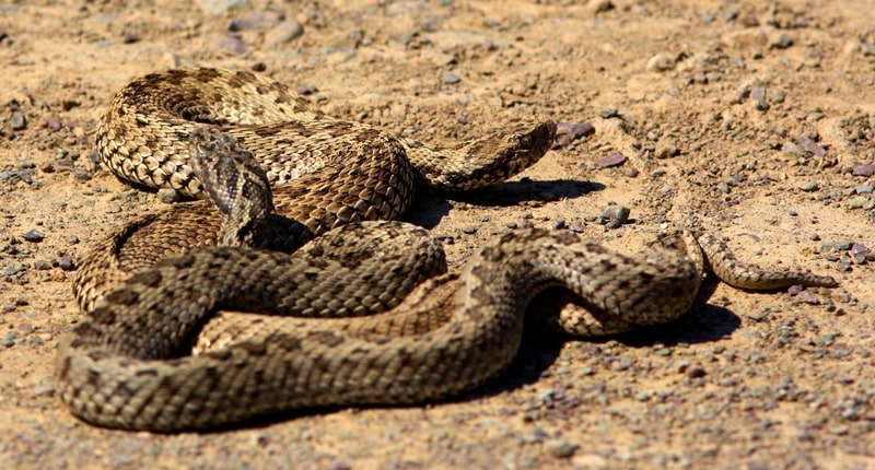 Fauna of Semirechye deserts.