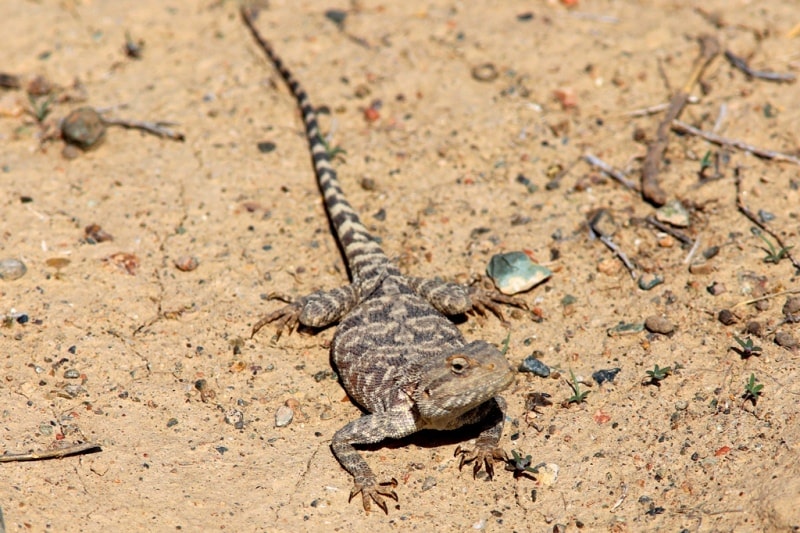 Fauna of Semirechye deserts.