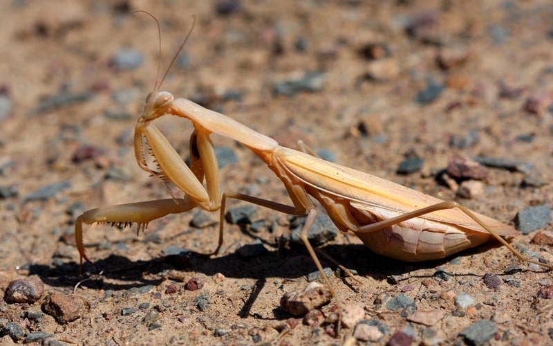 Fauna of Semirechye deserts.