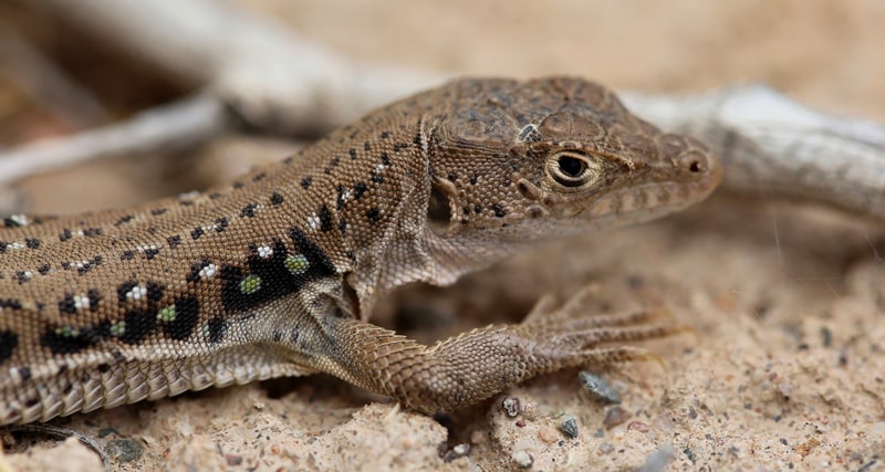 Fauna of Semirechye deserts.