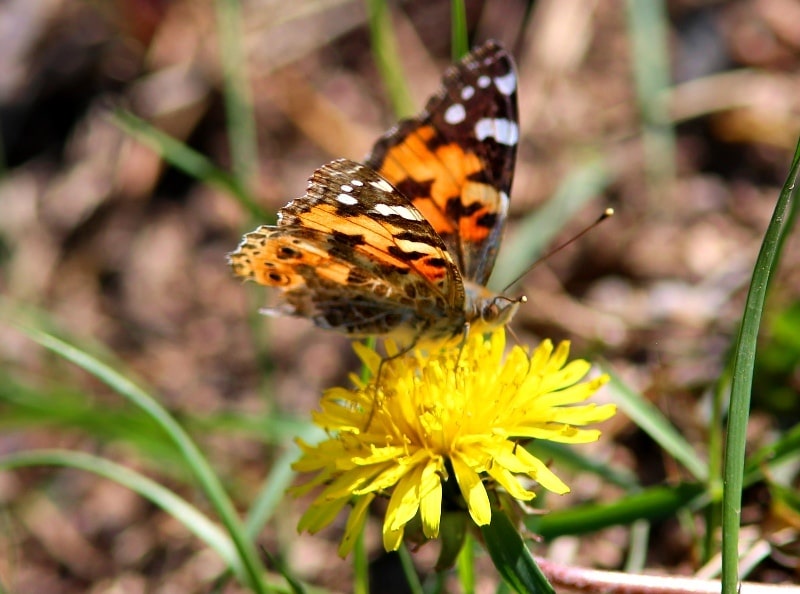 Fauna of Semirechye deserts.