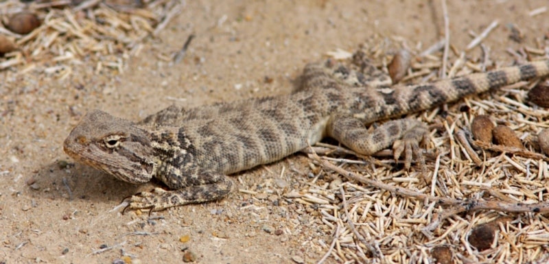 Fauna of Semirechye deserts.