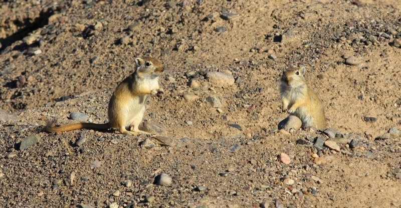 Fauna of Semirechye deserts.