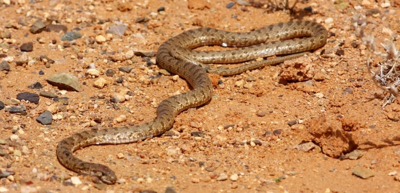 Fauna of Semirechye deserts.