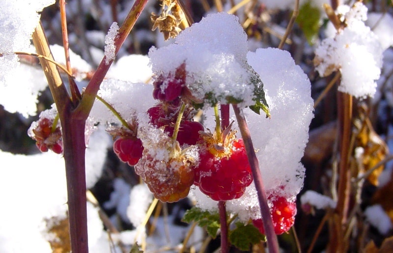 The flora of Zailiysky Alatau.