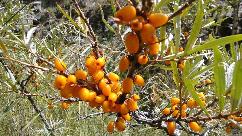 The flora of Zailiysky Alatau.