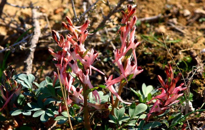 The flora of Zailiysky Alatau.