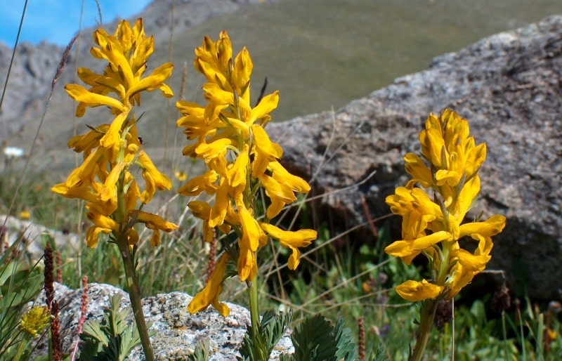 The flora of Zailiysky Alatau.