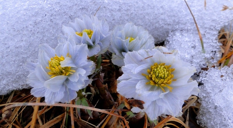 The flora of Zailiysky Alatau.