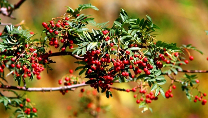 The flora of Zailiysky Alatau.