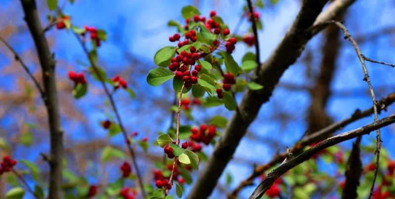 The flora of Zailiysky Alatau.