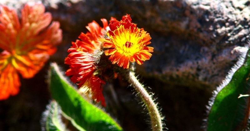 The flora of Zailiysky Alatau.