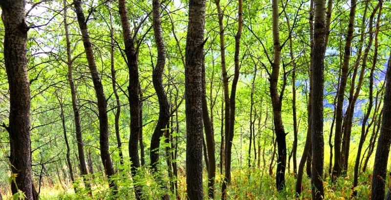 The flora of Zailiysky Alatau.