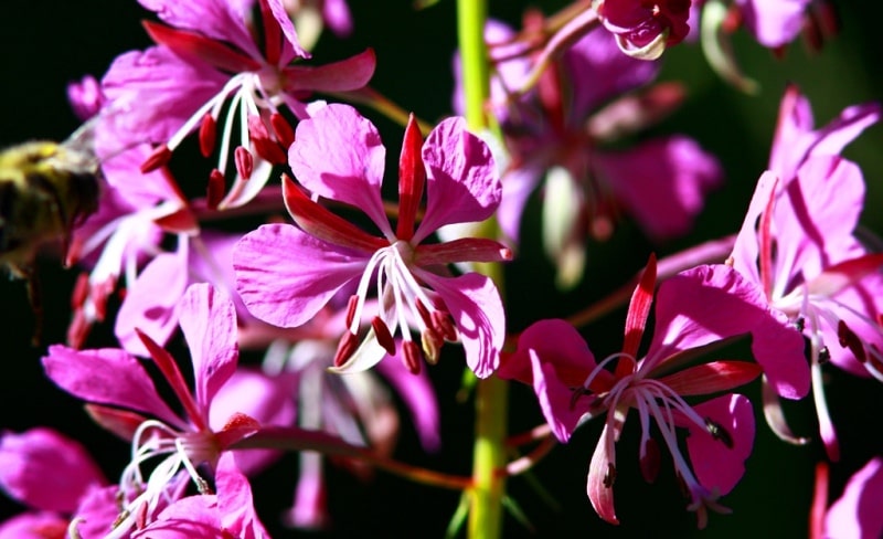 The flora of Zailiysky Alatau.