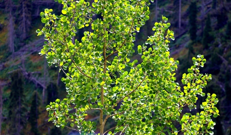 The flora of Zailiysky Alatau.