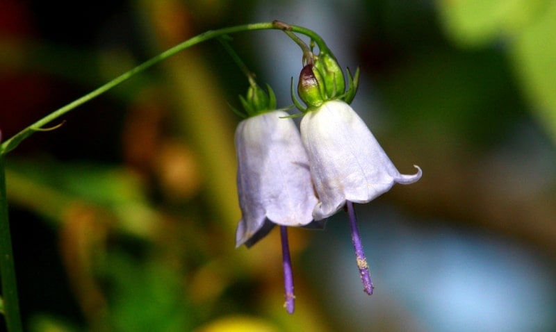 The flora of Zailiysky Alatau.