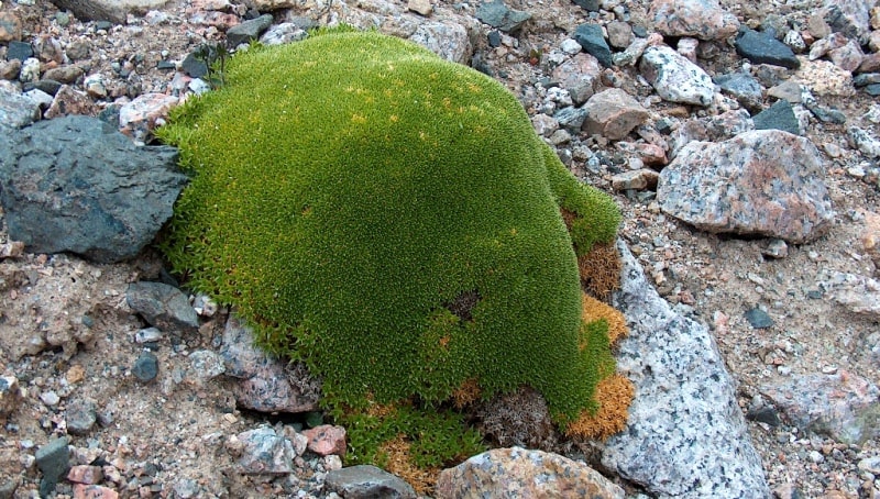 The flora of Zailiysky Alatau.