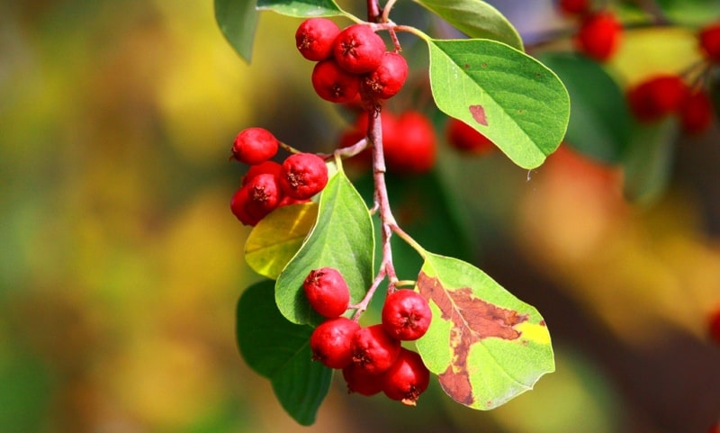 The flora of Zailiysky Alatau.