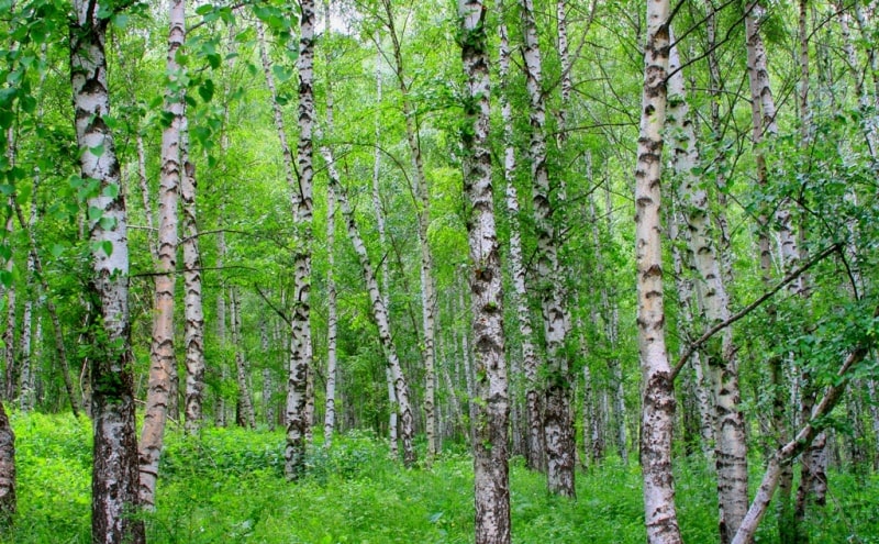 Флора гор Семиречья.