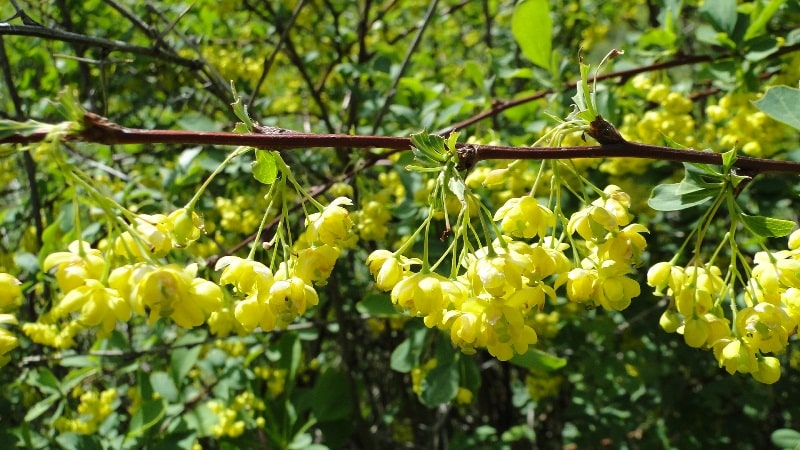 Флора гор Семиречья.