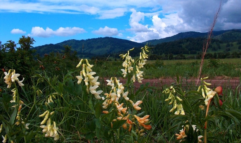 Flora of mountains Semirechya.