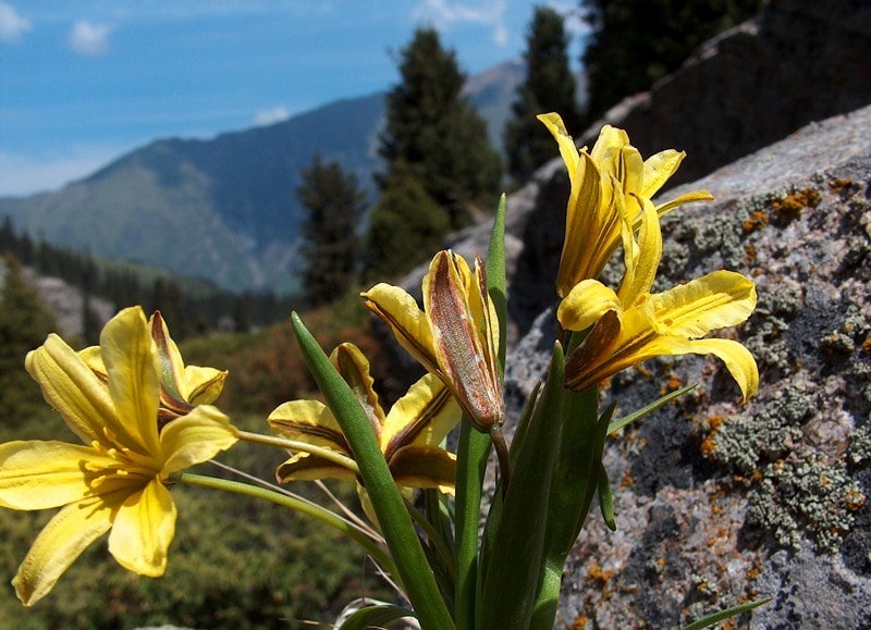 Flora of mountains Semirechya.