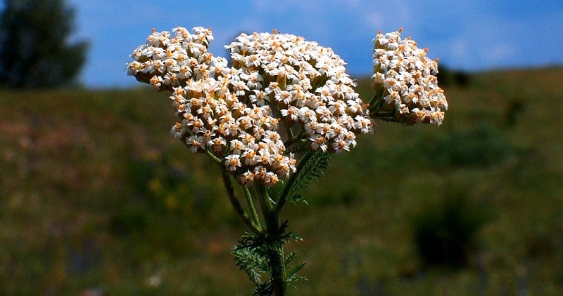 Flora of mountains Semirechya.