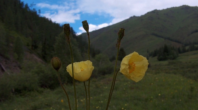 Flora of mountains Semirechya.