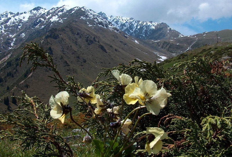 Flora of mountains Semirechya.