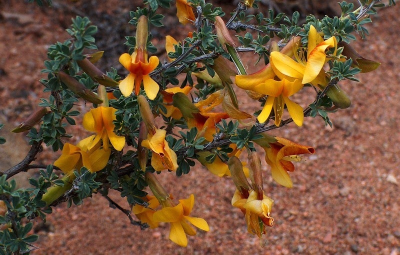 Flora of deserts Semirechye.